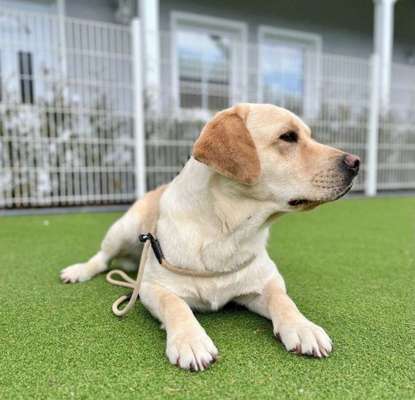 Hundetreffen-Spielkamerad gesucht 🐶🦮-Bild