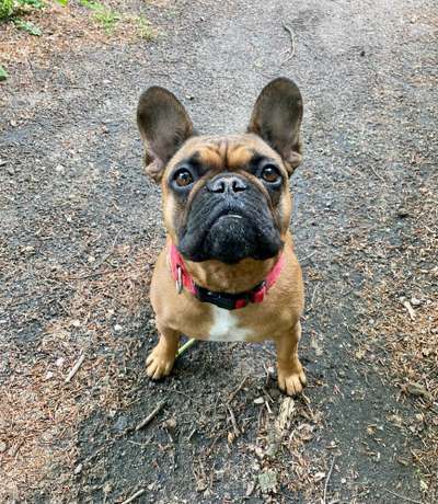 Französische Bulldoggen-Beitrag-Bild