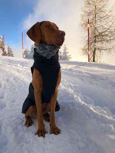 Dogorama Photo Challenge - Tre Chic!-Beitrag-Bild