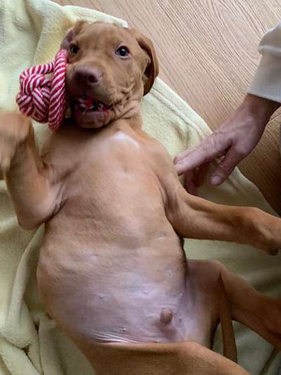 Dogorama Photo Challenge - Tre Chic!-Beitrag-Bild