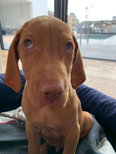 Dogorama Photo Challenge - Hundeblick zum hinschmelzen-Beitrag-Bild