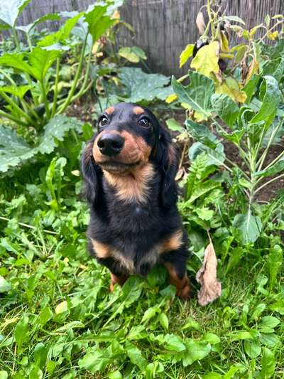 Hundetreffen-Spieltreffen-Bild