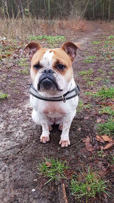 Französische Bulldoggen-Beitrag-Bild