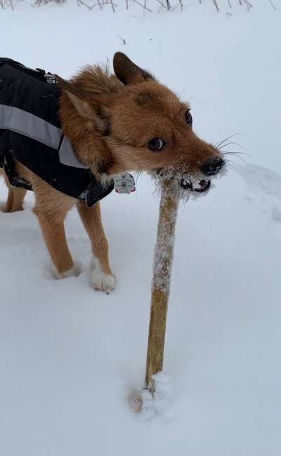 Die Dogorama Kalender Challenge Teil 2/4-Beitrag-Bild