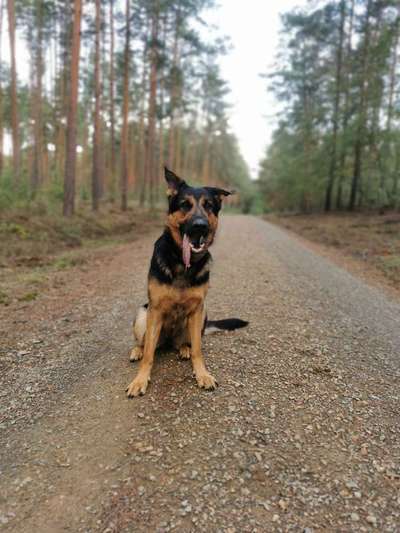 Hundetreffen-Neuer Spiel-und Trainingspartner gesucht-Bild