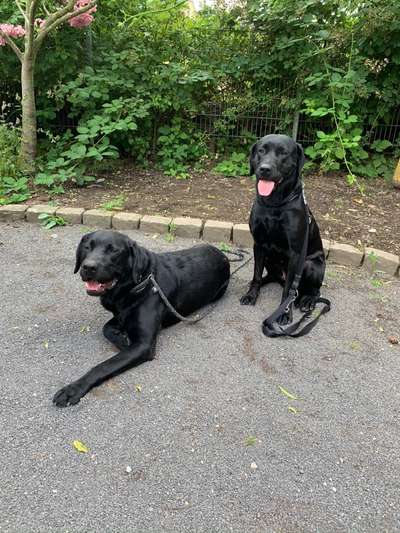 Labradorfans-Beitrag-Bild