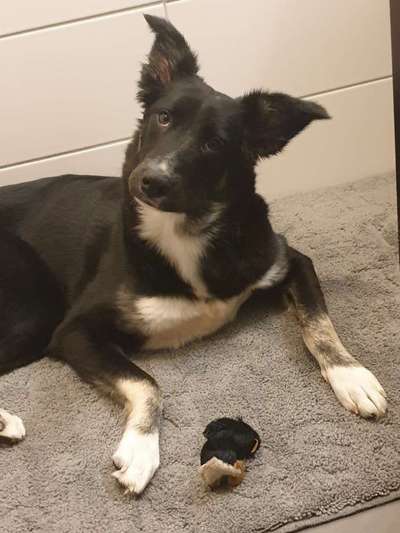 Schäferhund-Beitrag-Bild