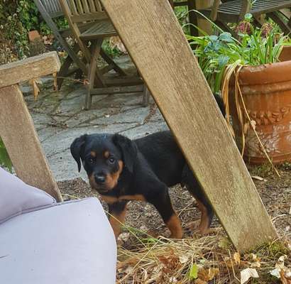 Hundetreffen-Welpentreffen in Würzburg-Bild