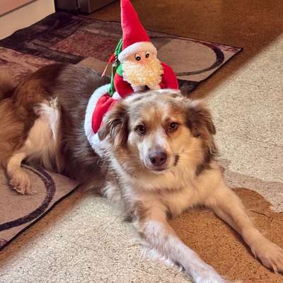 Hundetreffen-Gassirunde im Holzwinkel-Bild