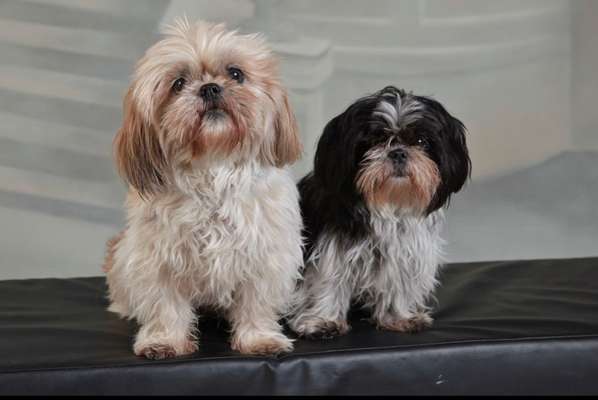 Unsere Sternchen ******-Beitrag-Bild