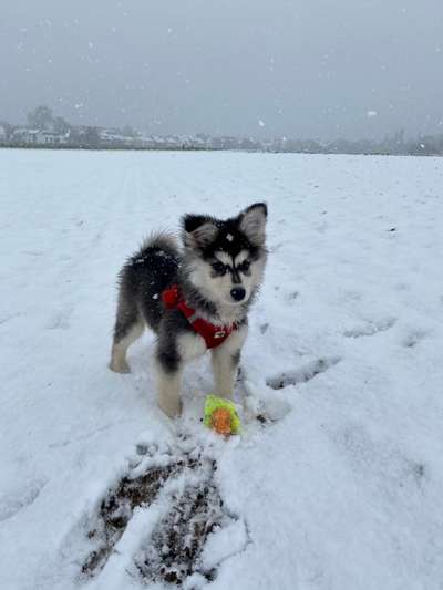 Schneenasen-Beitrag-Bild