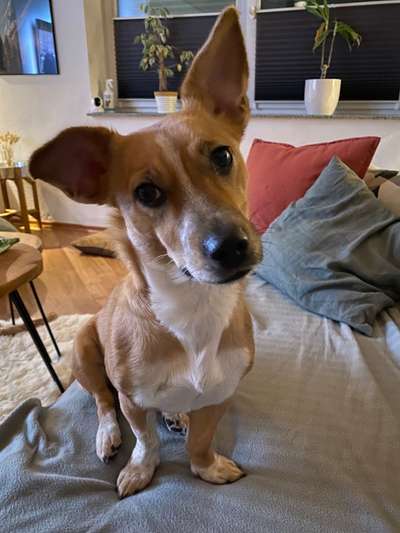 Dogorama Photo Challenge - Hundeblick zum hinschmelzen-Beitrag-Bild