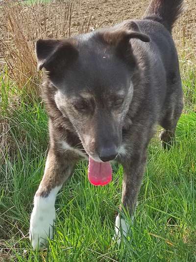 Auslandstierschutz-Beitrag-Bild