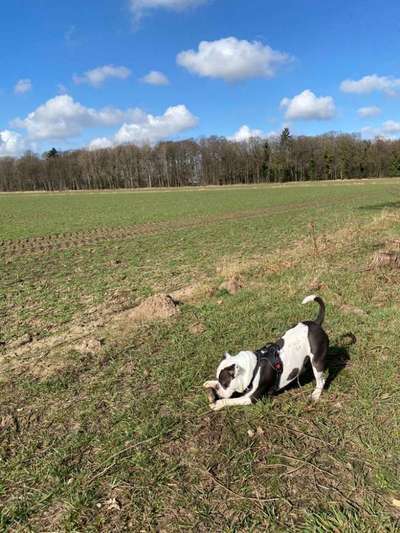 156. Fotochallenge *** DEIN HUND UND DIE WUNDERSCHÖNEN WOLKEN ***-Beitrag-Bild