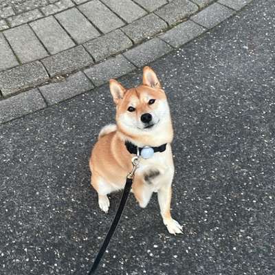 Hundetreffen-Spielkameraden gesucht-Bild