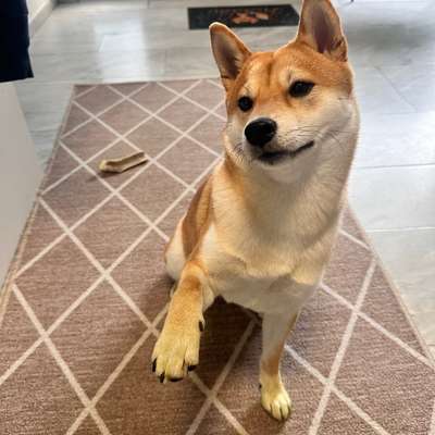 Hundetreffen-Spielgefährten gesucht-Bild