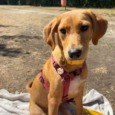Hundetreffen-Social Walks und Entspannung-Bild