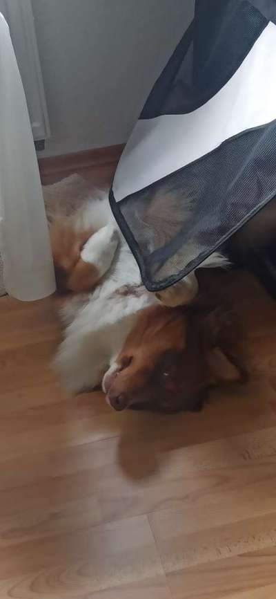 Die Dogorama Wochen Challenge-Beitrag-Bild