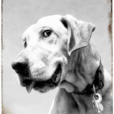 Fotochallange Nr. 57     PORTRÄT.   Beendet!!!!!!!!-Beitrag-Bild