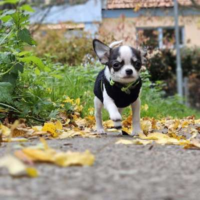 Hundetreffen-Welpentreffen, Spieltreffen, Sozialisierung-Bild