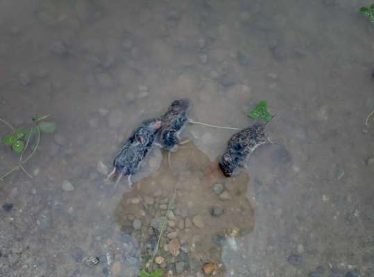 Giftköder-Verdacht auf vergiftete Mäuse!-Bild