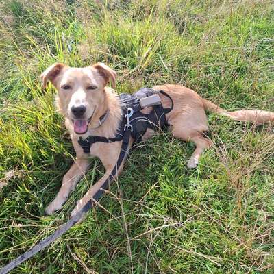 Hundetreffen-Spiel- und Gassibuddies gesucht! 🐾-Bild