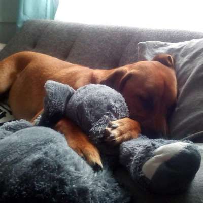Hundetreffen-Hundefreunde zum spielen,toben und Gassigehen gesucht.🐾-Bild