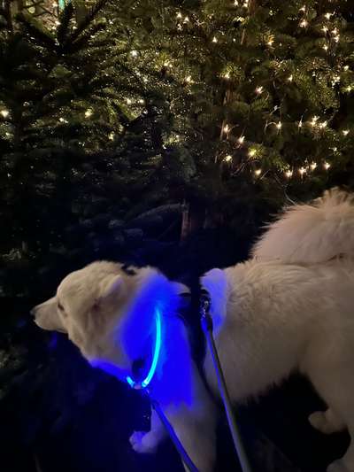 Hunde auf dem Weihnachtsmarkt-Beitrag-Bild