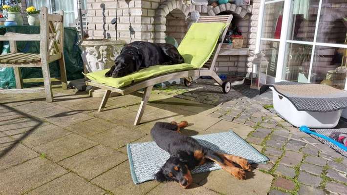 Hundetreffen-Spaziergänge im Rudel-Bild