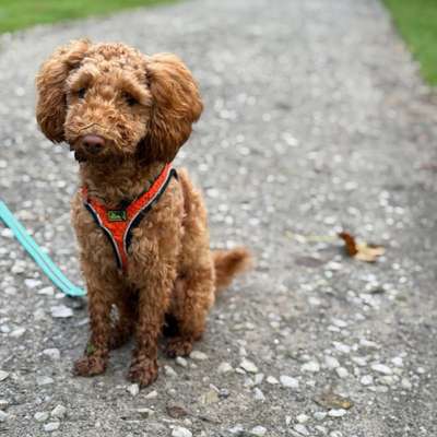 Hundetreffen-Junghundetreff, zsm lernen, spazieren, spielen