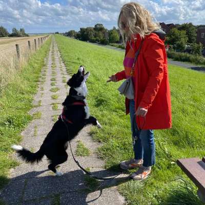 Hundetreffen-Gemeinsamer Spaziergang mit oder ohne Leine
