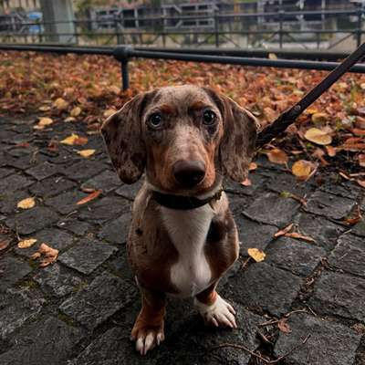 Hundetreffen-Karlchen sucht ein Spielpartner-Bild