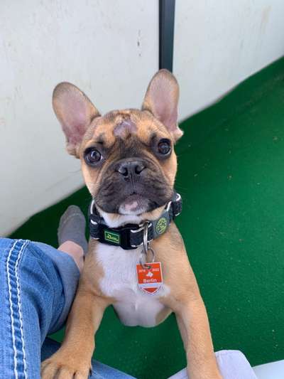 Hundetreffen-Bruno würde sich über Begleitung beim Gassi gehen freuen-Bild