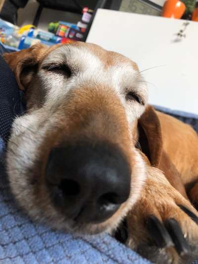 Zeigt mir die tollste Nahaufnahme von eurer Fellnase-Beitrag-Bild