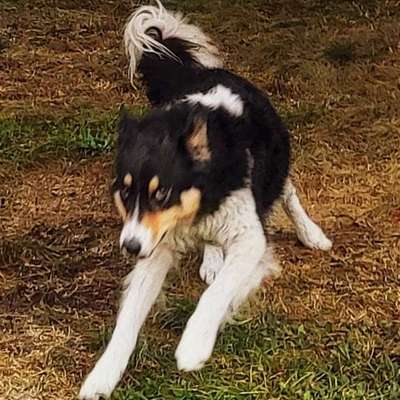 Hundetreffen-Hunde, die gerne rennen möchten-Bild