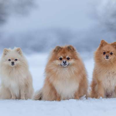 Hundetreffen-Spielrunde im eingezäunten Garten für kleine Hunde-Bild