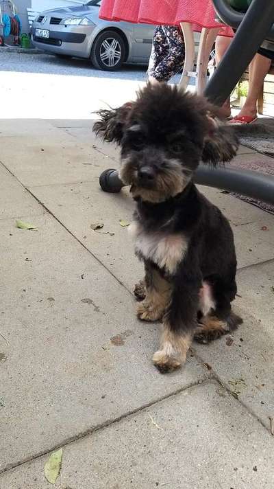 Alles rund um den Pudel-Beitrag-Bild