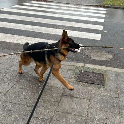 Hundetreffen-Spazierengehen/ Training-Bild