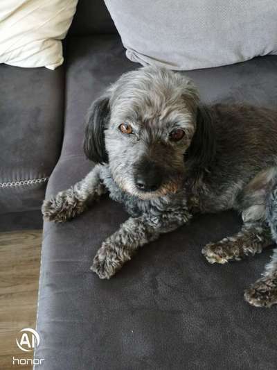 Hunde aus Griechenland-Beitrag-Bild