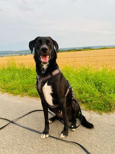 Hundetreffen-Spaziergänge, Wandern, Spielen, Training-Bild
