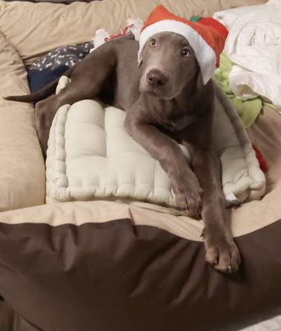 Labradorfans-Beitrag-Bild