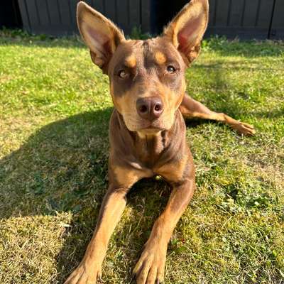 Hundetreffen-Hundefreund gesucht-Bild