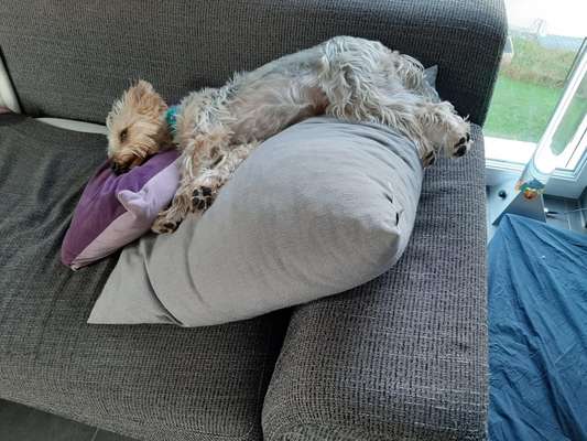 Challenge Nr 14
Eure Fellnasen auf ihrem Lieblingsplatz-Beitrag-Bild