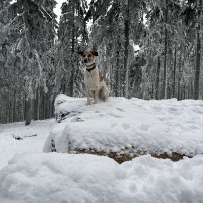 Hundetreffen-Gassirunden im Riederwald und Umkreis-Bild