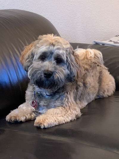 Havaneser dabei?:)-Beitrag-Bild