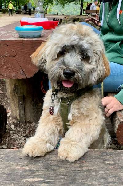 Havaneser dabei?:)-Beitrag-Bild