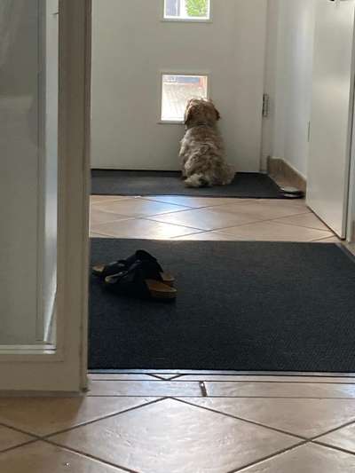 Havaneser dabei?:)-Beitrag-Bild