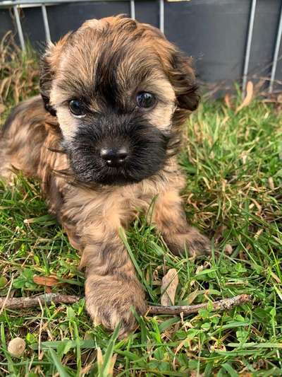 Havaneser dabei?:)-Beitrag-Bild