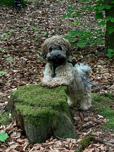 Wald Bild-Beitrag-Bild