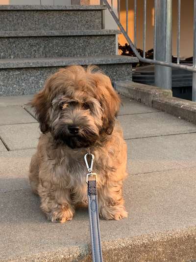 Havaneser-Beitrag-Bild